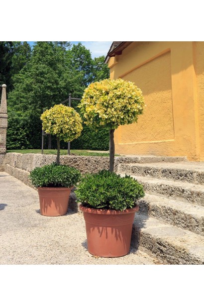 Бруслина японська Ауреомаргіната Топіар ландшафтний дизайн